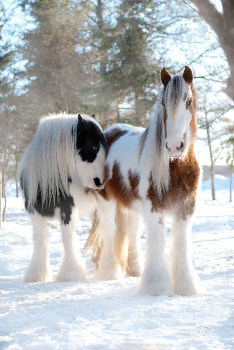 Coloured Horses Snow
